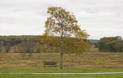 Enlace a El ciclo de la vida y la muerte de un árbol