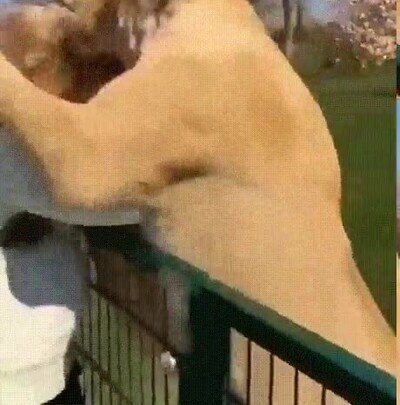 Enlace a Dos leones reconocen a la cuidadora que los crió hace 7 años