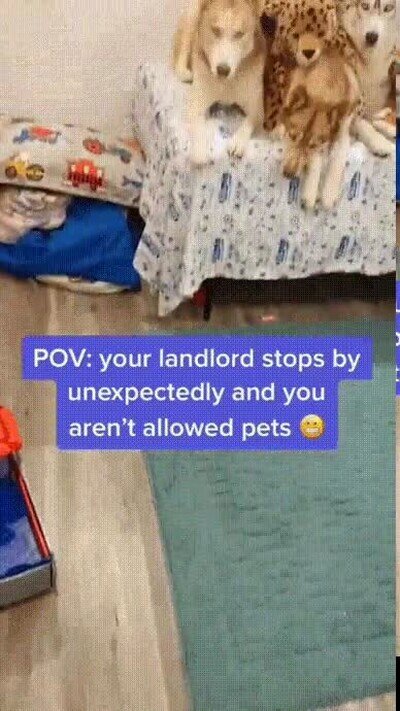 Enlace a Cuando viene a casa el propietario que no te deja tener perros