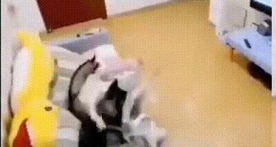 Enlace a Lo que hacen tus mascotas cuando no estás en casa