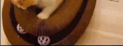 Enlace a Mi gato no puede dejar de jugar