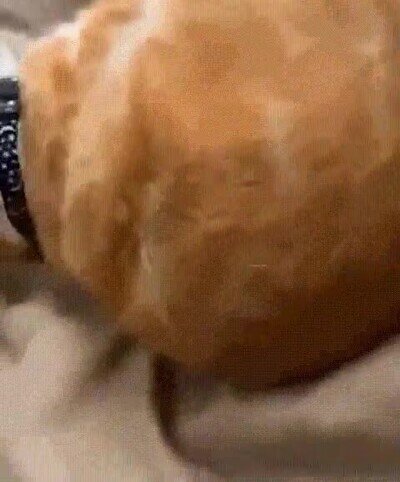 Enlace a En este mundo hay dos tipos de gatos