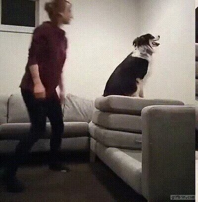 Enlace a Un perro haciendo un salto de fe