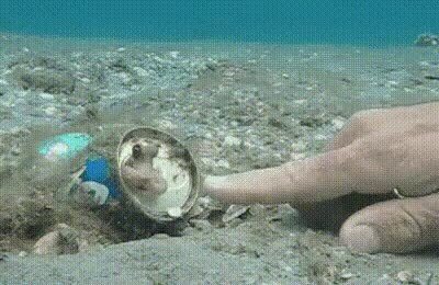 choca,pequeño