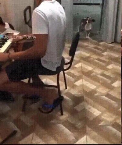 Enlace a Perros que disfrutan y bailan con la música
