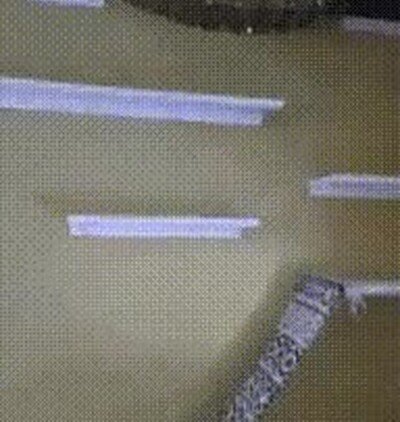 Enlace a Mi gato está entusiasmado con su nueva pared