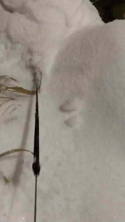 Enlace a Cuidado si paseas a tus mascotas cuando nieva