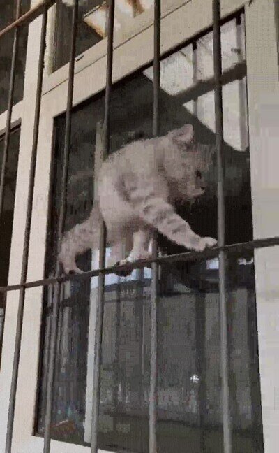 Enlace a A este gato le encanta vacilar 