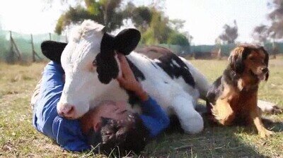 Enlace a En el fondo solo quieren un poco de mimos