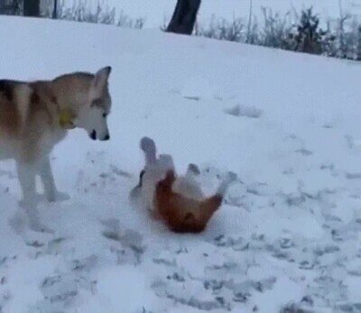 Enlace a Le encanta hacer la croqueta sobre la nieve