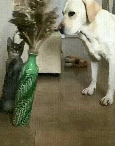 Enlace a Le echarán la culpa al pobre perro