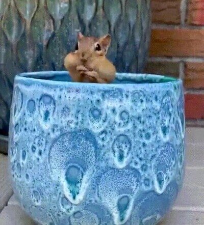Enlace a Lo más adorable que verás en todo el día