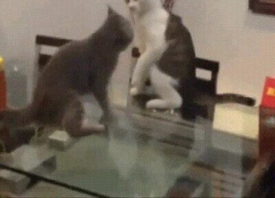 Enlace a Gatos luchando como en la WWE