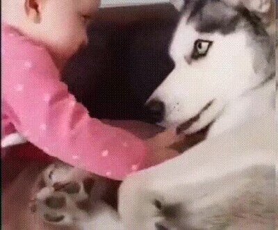 Enlace a Los perros tienen mucha paciencia cuando hay un bebé en casa