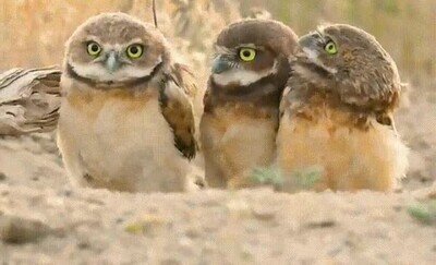 Enlace a El que lleva el palo siempre es el líder