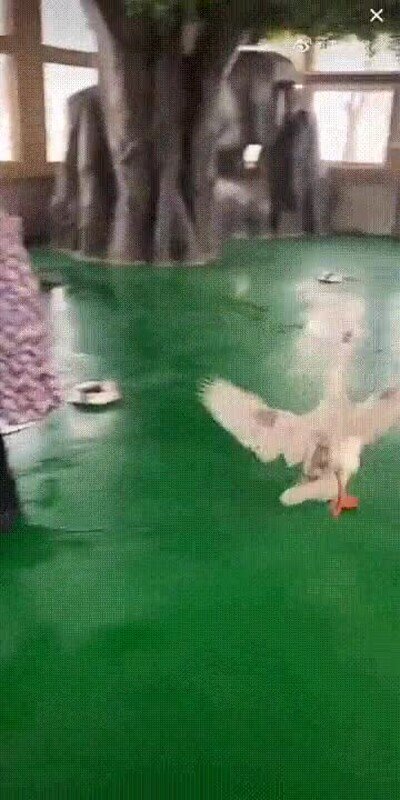 Enlace a No sueles ver cosas así todos los días