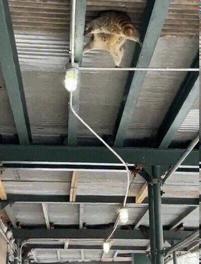 Enlace a Tengo que decir que estoy impresionado