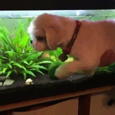 Enlace a El acto reflejo de un perro al acercarlo al agua