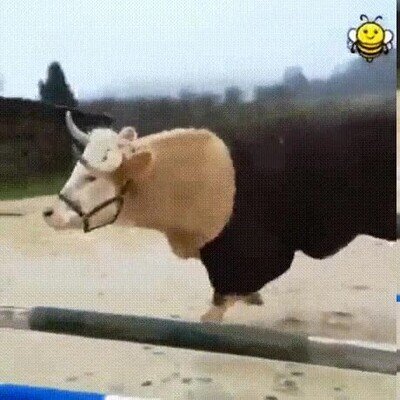 vaca,caballo
