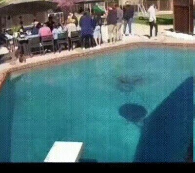 Enlace a Un perro caminando por encima del agua