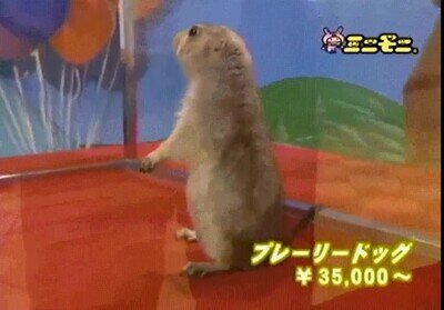 Dramatic Chipmunk