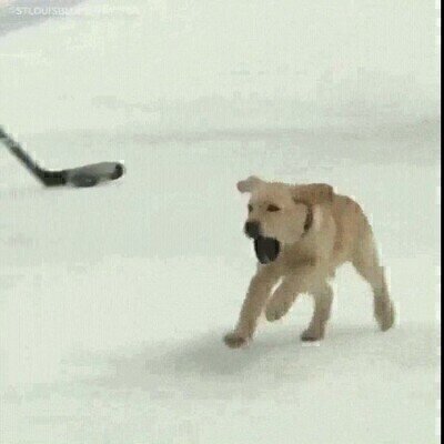 Enlace a Felicidad en la pista de hielo