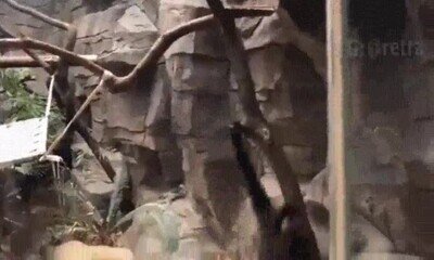 Enlace a ¿Se acaba de convertir en humano?