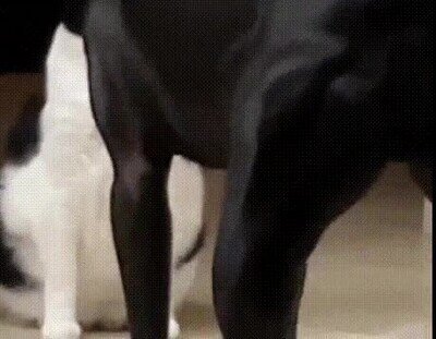 gato,perro