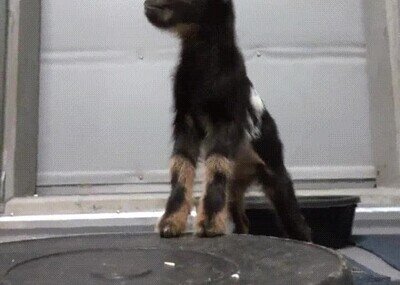 Enlace a Aprendiendo a dar pequeños saltitos