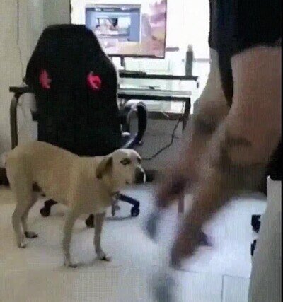 Enlace a Perros que te juzgan cuando juegas con la Realidad Virtual