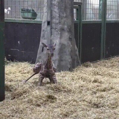 Enlace a Una jirafa dando sus primeros pasos