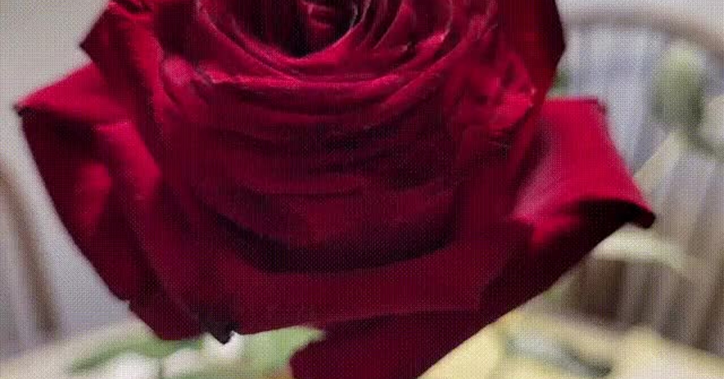 ¡Vaya GIF! / Una rosa floreciendo eternamente