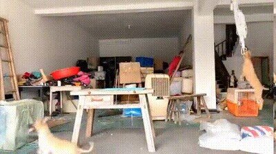 Enlace a Se supone que tenían que proteger la casa