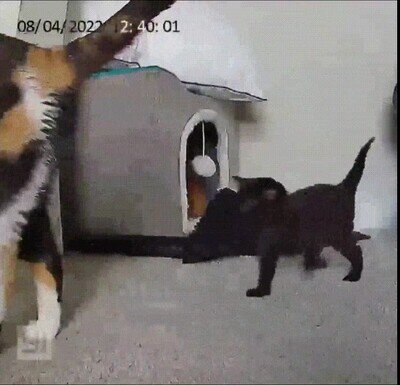 Enlace a Lo más adorable que verás en todo el día