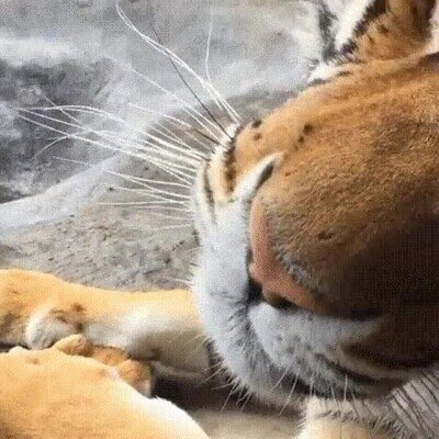 Enlace a Ellos también se enamoran y te miran con esos ojos