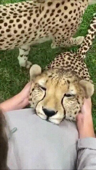 Enlace a En el fondo son como gatos grandes