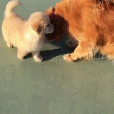 Enlace a Esos saltitos son adorables