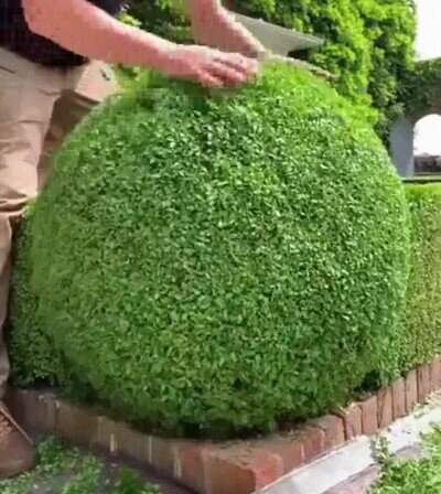 Enlace a El arbusto perfecto no exist...