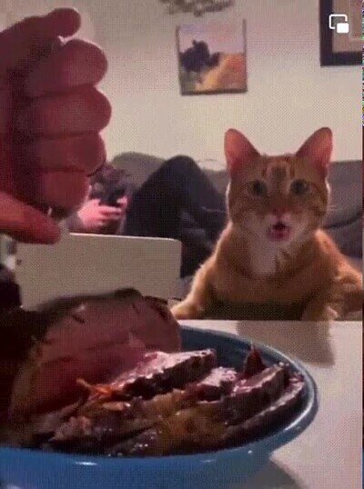 esperar,gato,mama,comida