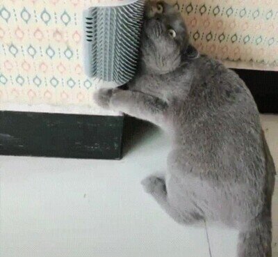 Enlace a El juguete favorito de mi gato en casa