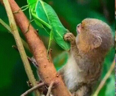 Enlace a Un tití pigmeo junto a su mejor amigo