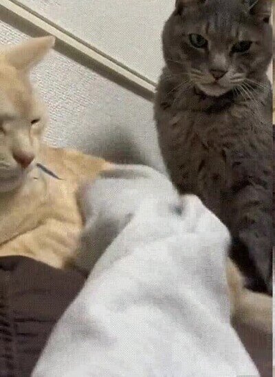Enlace a Ni se te ocurra morder a nuestro humano