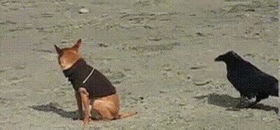 Enlace a Un cuervo asustando a un pobre perrito