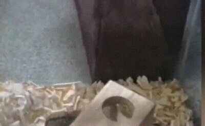 Enlace a A este hamster le encanta hacer backflips