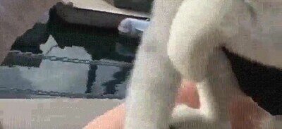 Enlace a Los movimientos instintivos de un cachorro son adorables