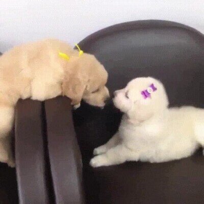 Enlace a Lo más adorable que verás en todo el día 