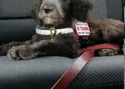 Enlace a Le encanta viajar con las ventanas abiertas