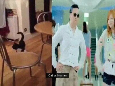 Enlace a Hasta los gatos imitaron el famoso baile