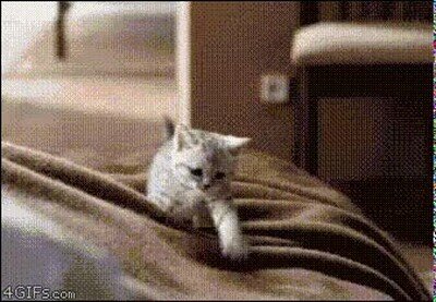 Enlace a Lo más adorable que verás en todo el día