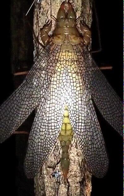 Enlace a Esta noche voy a tener pesadillas